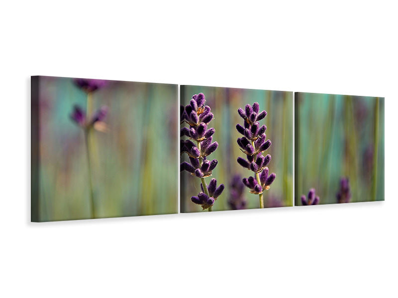 Panorama Leinwandbild 3-teilig Lavendel in XL