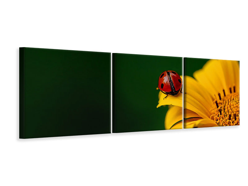 Panorama Leinwandbild 3-teilig Marienkäfer auf der Sonnenblume