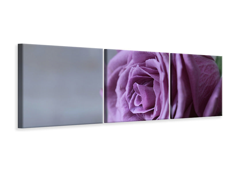Panorama Leinwandbild 3-teilig Rose in Lila XXL