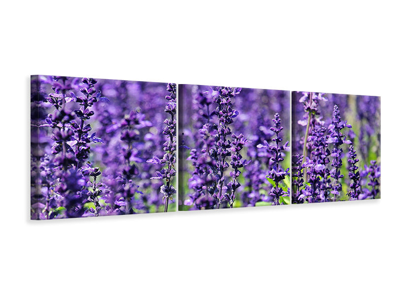Panorama Leinwandbild 3-teilig XL Lavendel