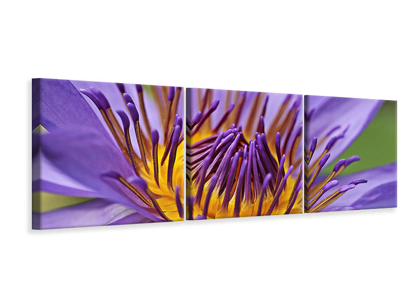 Panorama Leinwandbild 3-teilig XXL Seerose in lila
