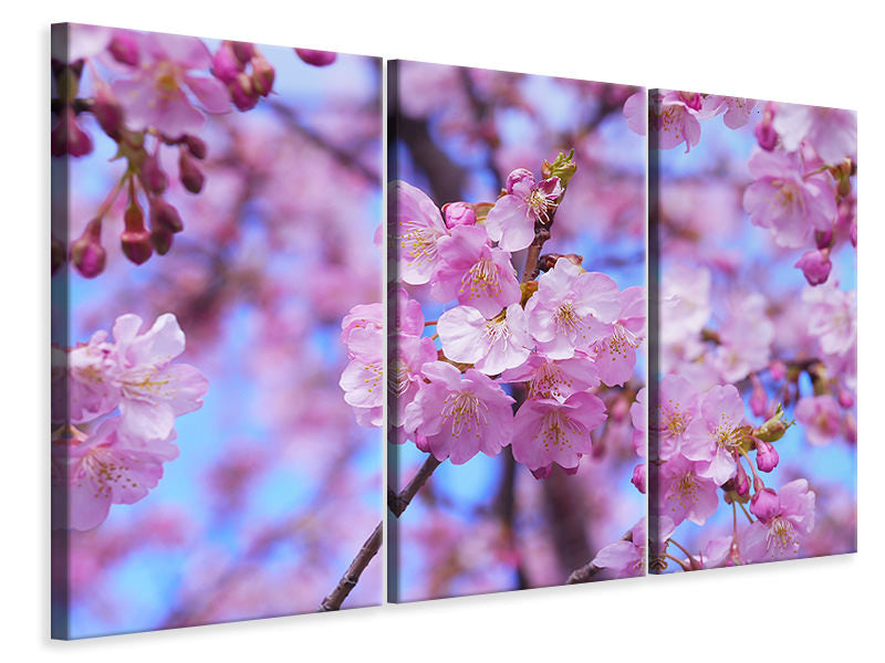 Leinwandbild 3-teilig Prächtige Kirschblüte