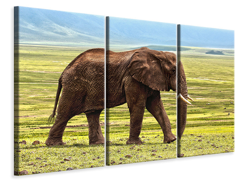 Leinwandbild 3-teilig Prächtiger Elefant