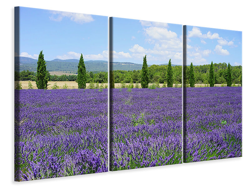 Leinwandbild 3-teilig Prächtiges Lavendelfeld
