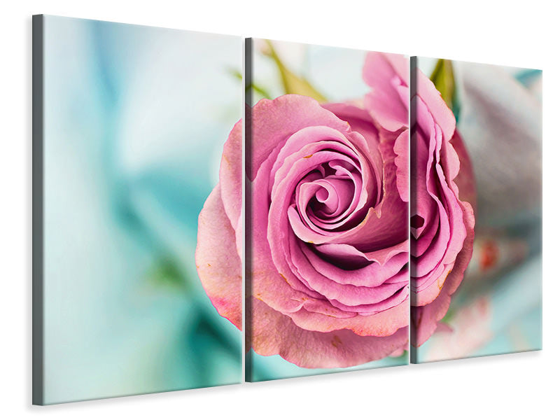 Leinwandbild 3-teilig Rosenblüte in rosa