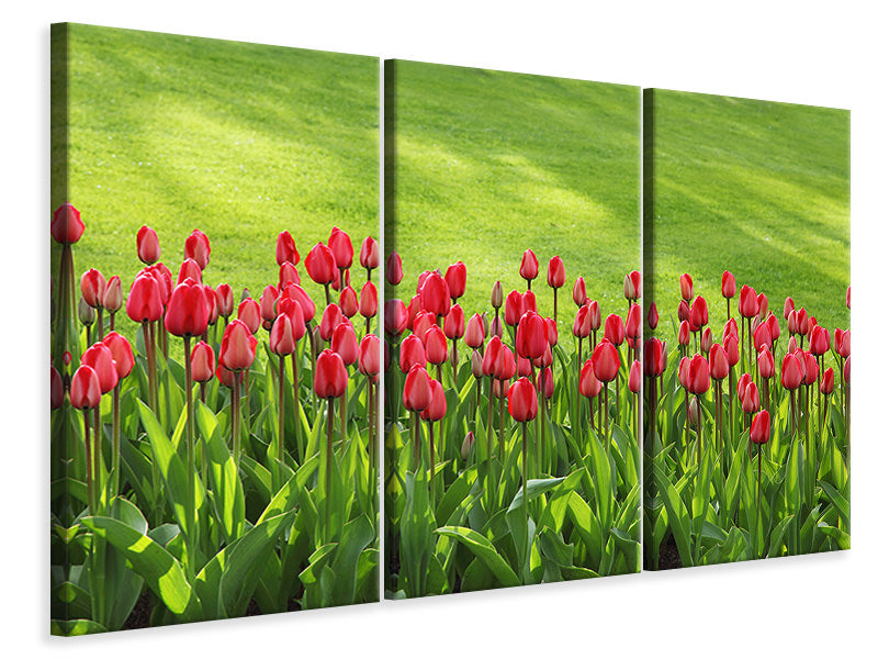 Leinwandbild 3-teilig Rotes Tulpenfeld im Sonnenlicht