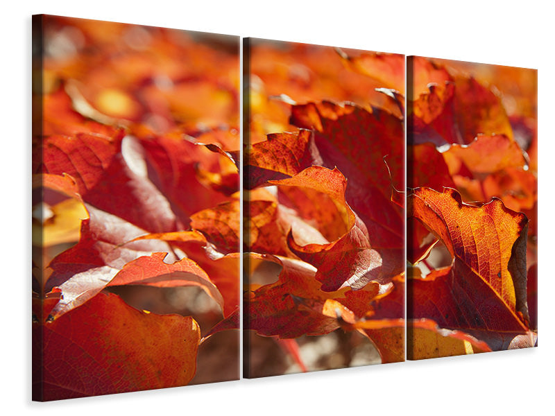 Leinwandbild 3-teilig Schönes Herbstlaub