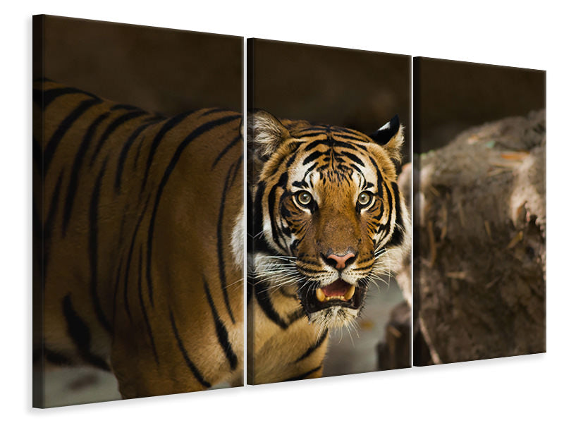 Leinwandbild 3-teilig Sibirischer Tiger
