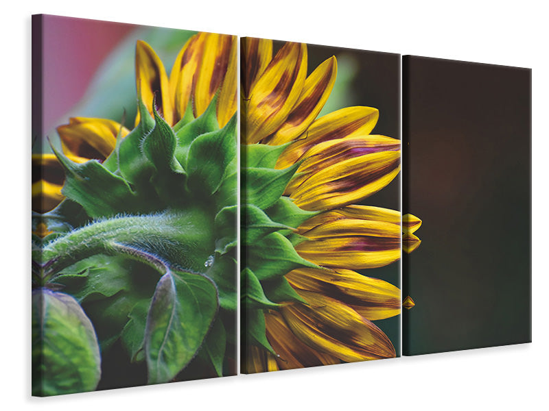 Leinwandbild 3-teilig Sonnenblume Close up