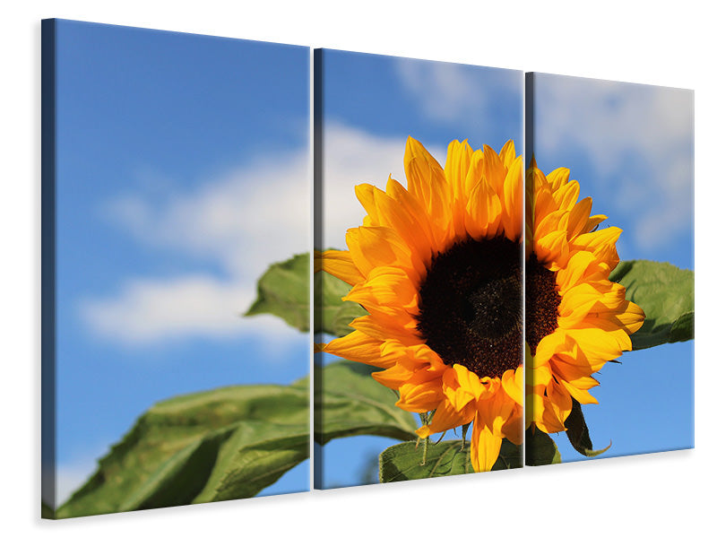 Leinwandbild 3-teilig Sonnenblume in der Blüte