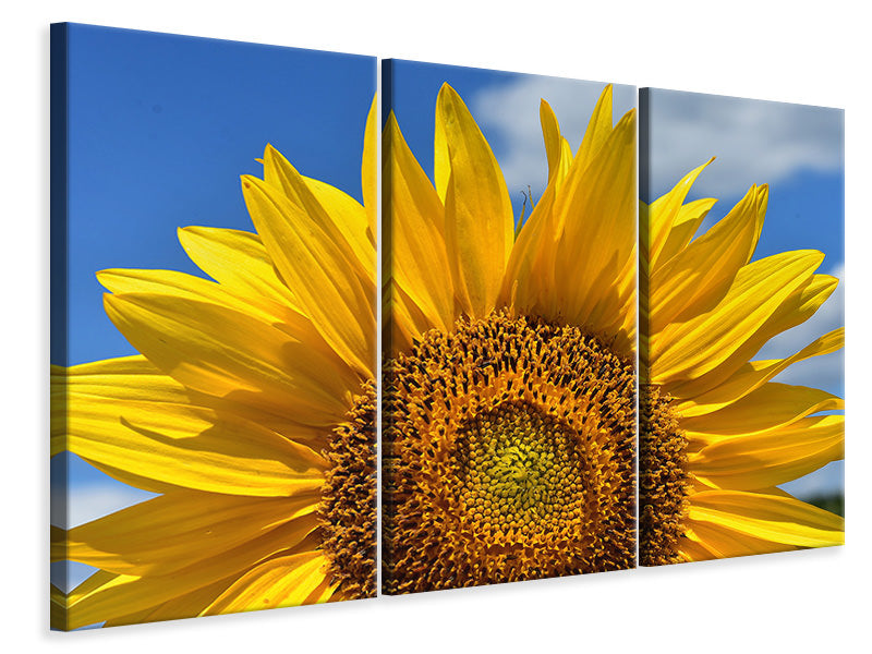 Leinwandbild 3-teilig Sonnenblume in XXL