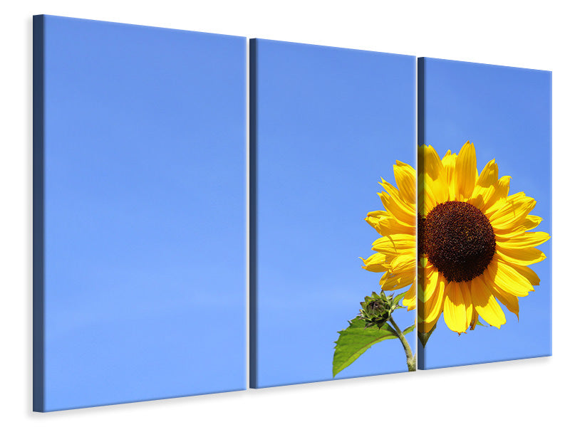 Leinwandbild 3-teilig Sonnenblume mit blauem Himmel
