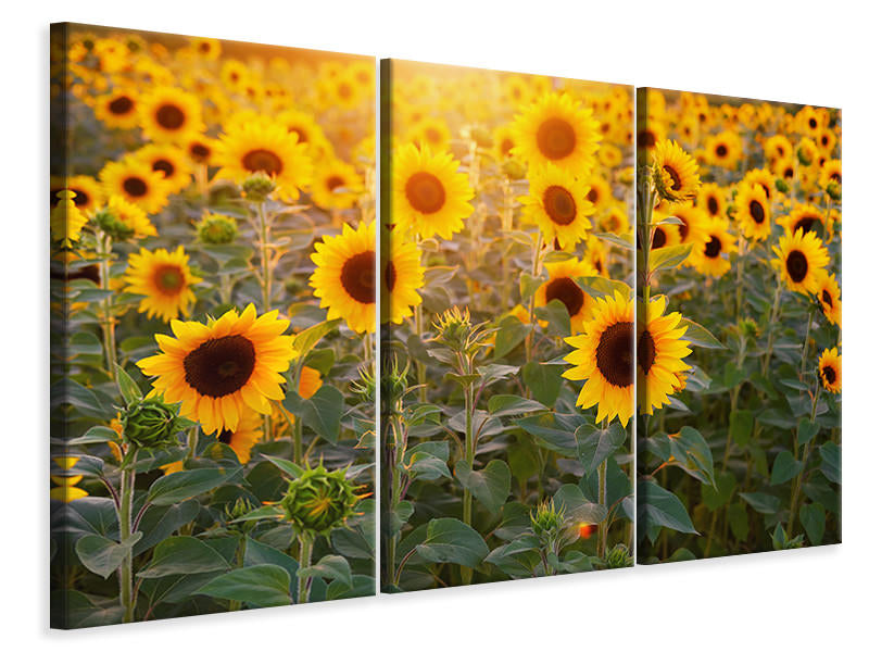 Leinwandbild 3-teilig Sonnenblumen Feld