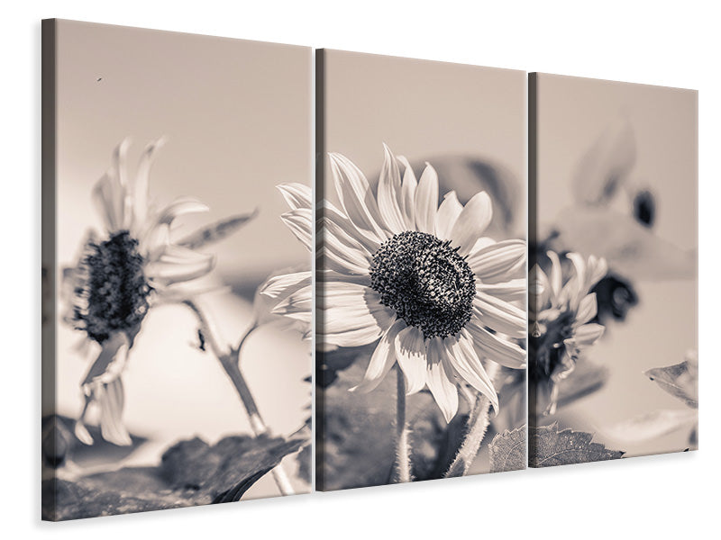 Leinwandbild 3-teilig Sonnenblumen sw