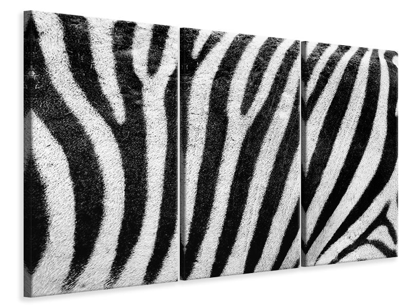 Leinwandbild 3-teilig Streifen vom Zebra