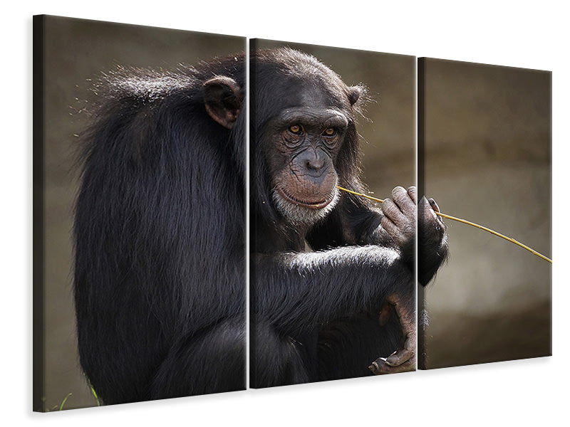 Leinwandbild 3-teilig Süsser Schimpanse