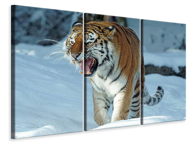 Leinwandbild 3-teilig Tiger im Schnee 