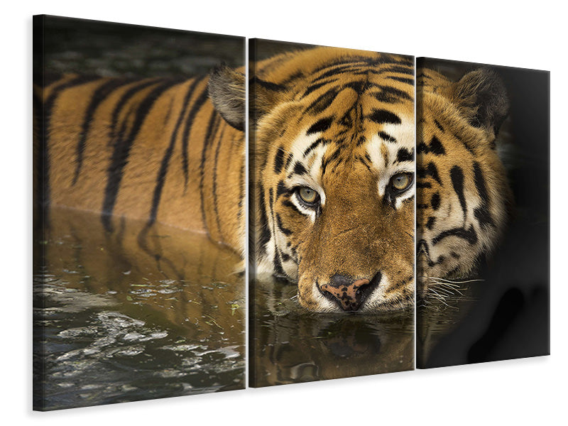 Leinwandbild 3-teilig Tiger im Wasser