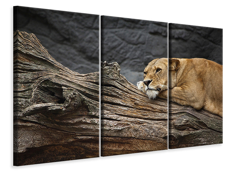 Leinwandbild 3-teilig Träumende Löwin