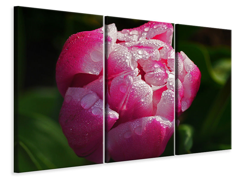 Leinwandbild 3-teilig Tulpe mit Morgentau in XL