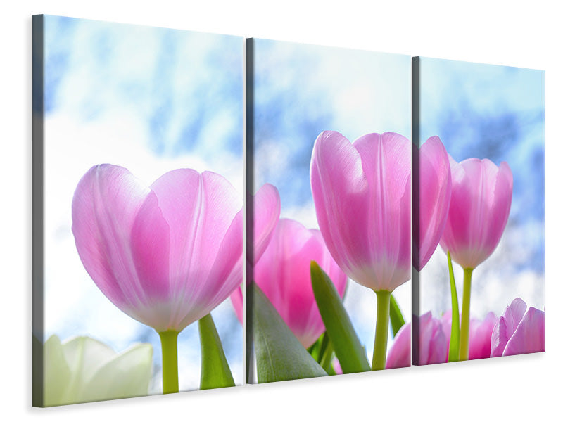 Leinwandbild 3-teilig Tulpen in der Natur