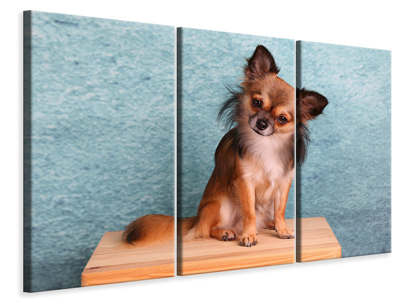 Leinwandbild 3-teilig Typisch Chihuahua