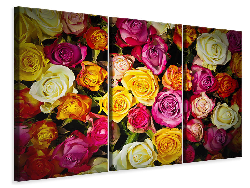 Leinwandbild 3-teilig Viele bunte Rosenblüten