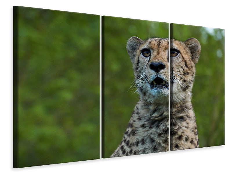 Leinwandbild 3-teilig Wachsamer Gepard