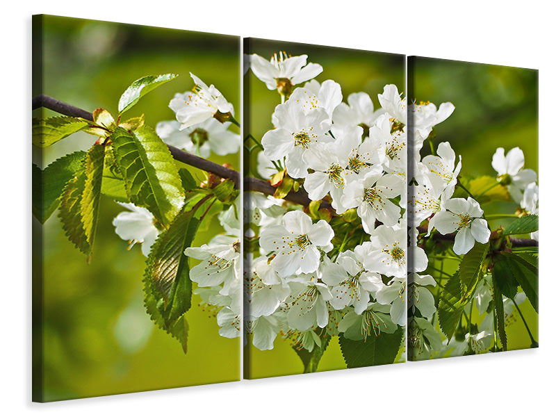 Leinwandbild 3-teilig Weisse Blüten in XL