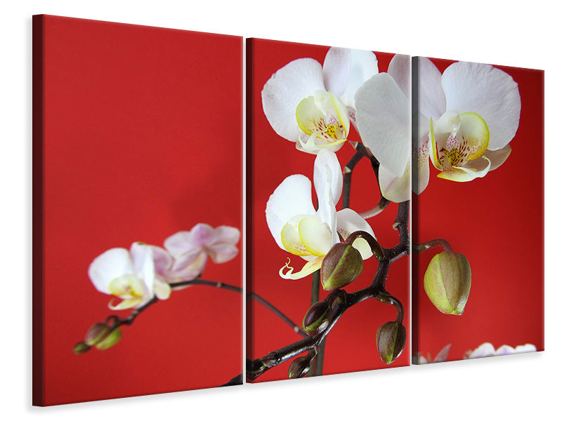 Leinwandbild 3-teilig Weisse Orchideen auf roter Wand