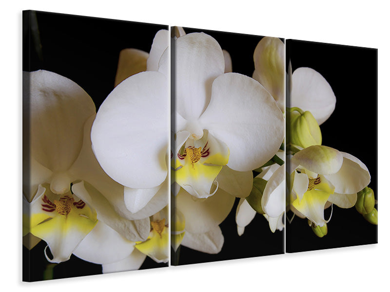 Leinwandbild 3-teilig Weisse Orchideen in der Blüte