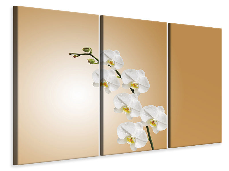 Leinwandbild 3-teilig Weisse Orchideen XL