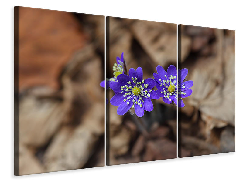 Leinwandbild 3-teilig Wildblumen