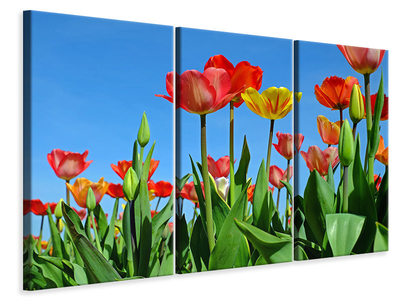 Leinwandbild 3-teilig Wilde Tulpen