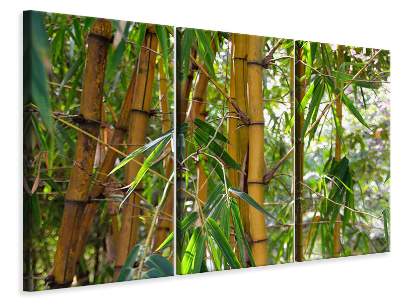 Leinwandbild 3-teilig Wilder Bambus
