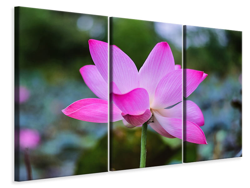Leinwandbild 3-teilig Wunderschöne Lotus