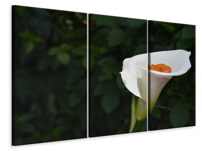 Leinwandbild 3-teilig XL Calla in weiss