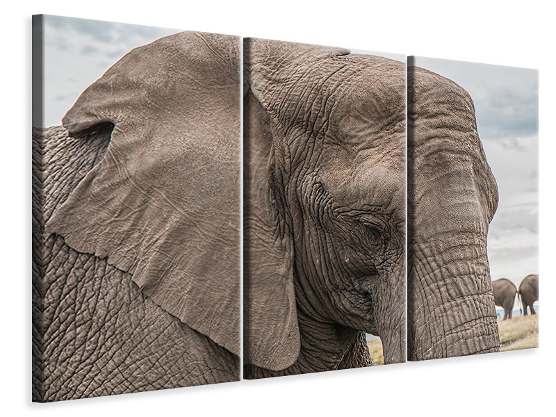 Leinwandbild 3-teilig XL Elefant