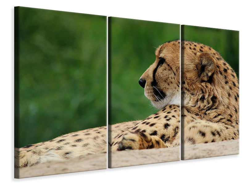 Leinwandbild 3-teilig XL Gepard
