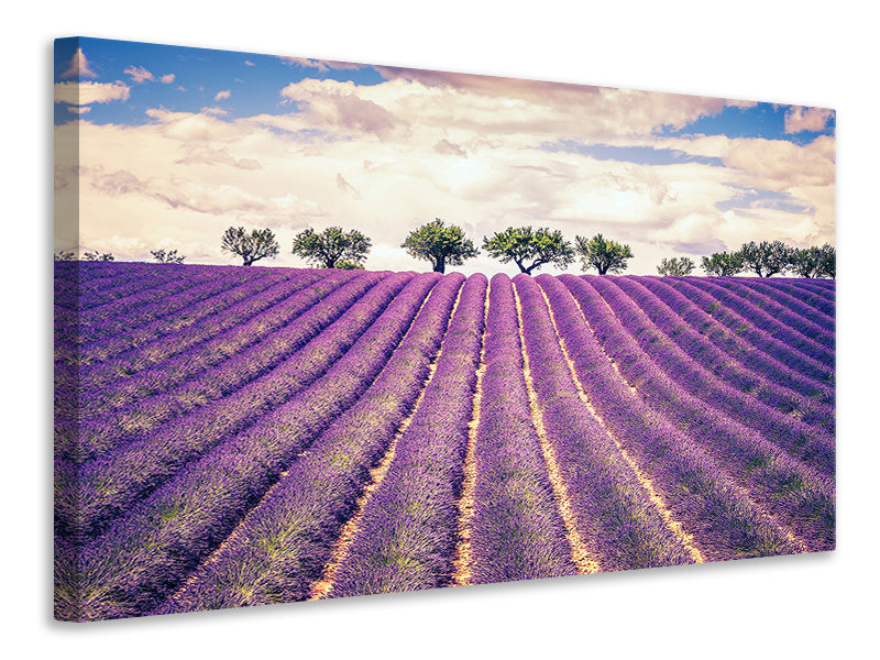 Leinwandbild Das Lavendelfeld