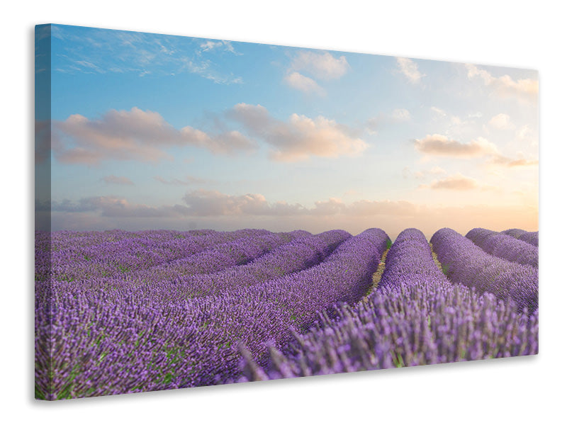 Leinwandbild Das blühende Lavendelfeld