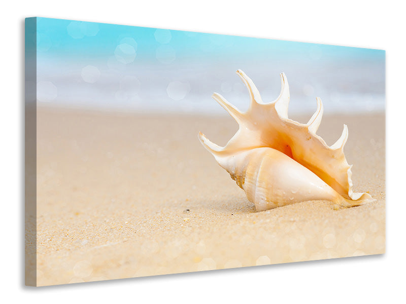 Leinwandbild Die Muschel am Strand
