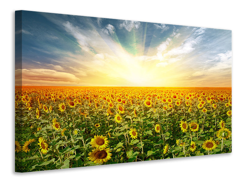 Leinwandbild Ein Feld voller Sonnenblumen