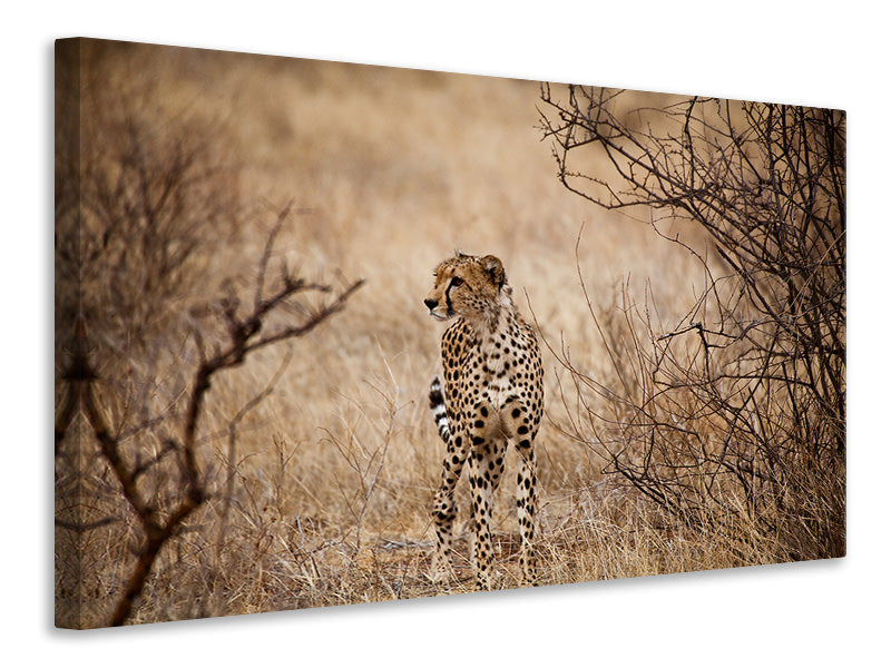 Leinwandbild Eleganter Gepard