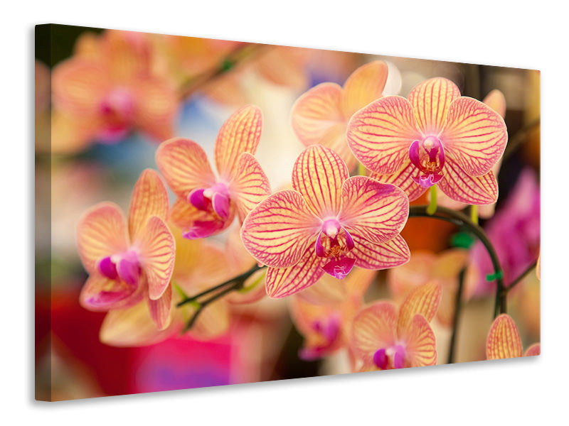 Leinwandbild Exotische Orchideen