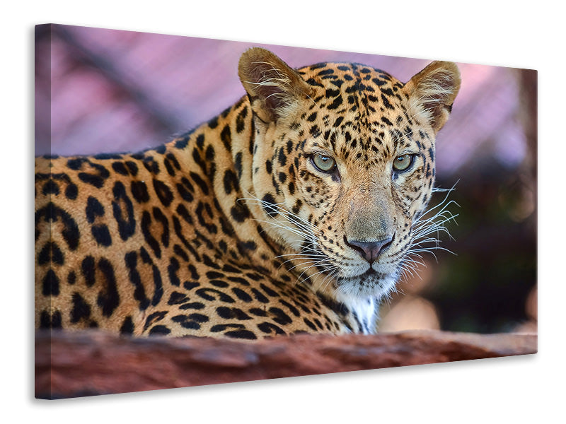 Leinwandbild Leopard