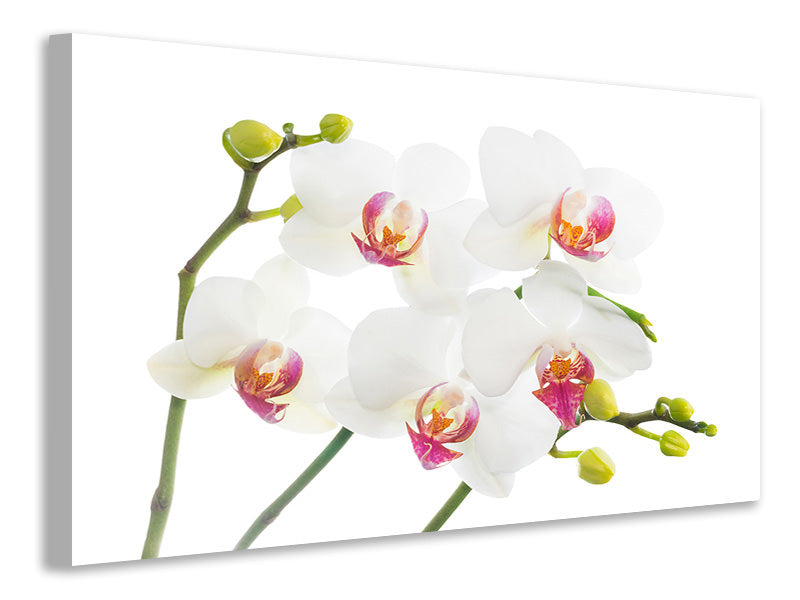 Leinwandbild Orchideenliebe