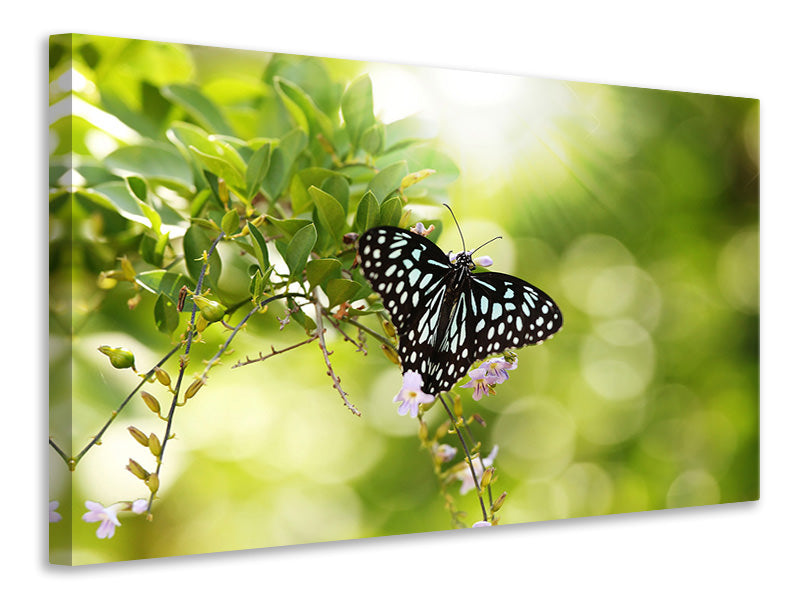 Leinwandbild Papilio Schmetterling XXL