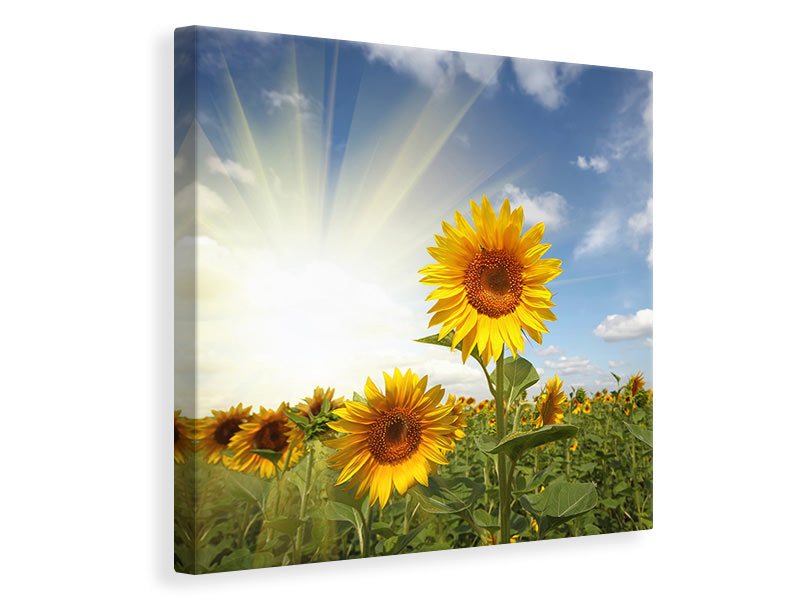 Leinwandbild Sonnenblumen im Sonnenlicht
