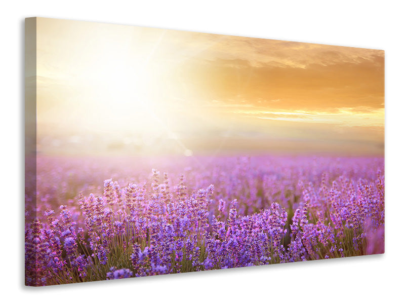 Leinwandbild Sonnenuntergang beim Lavendelfeld